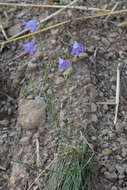 Image of Campanula macrorhiza subsp. catalanica (Podlech) Rivas Mart.