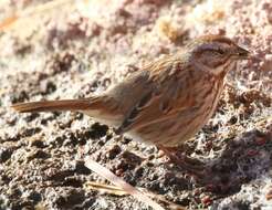 Image of Desert Song Sparrow