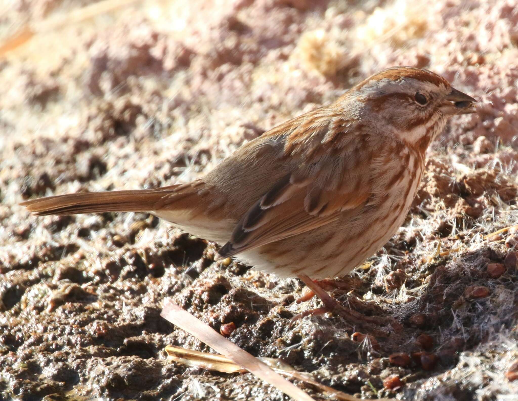 Image of Desert Song Sparrow