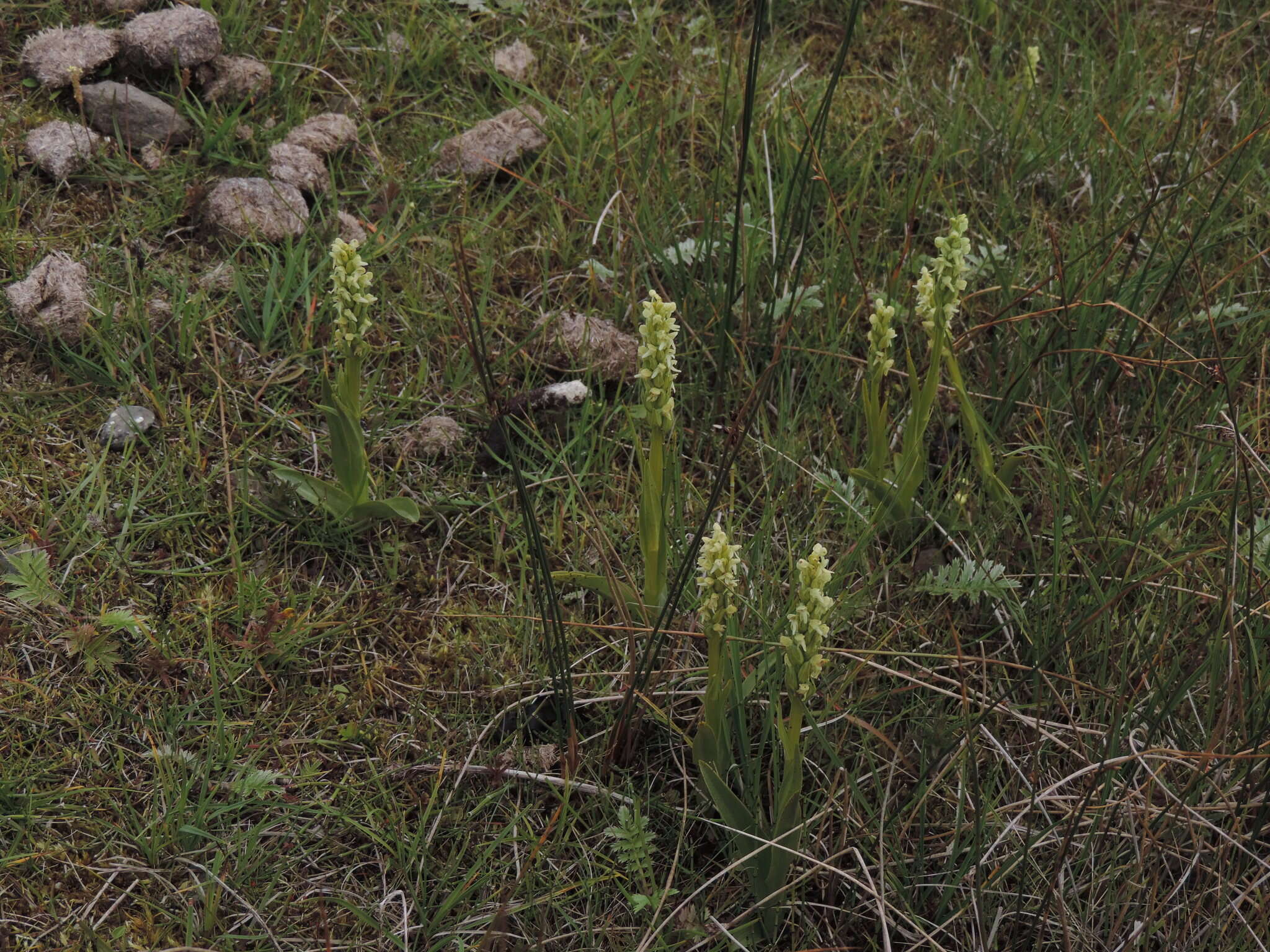 Image of Northern green orchid