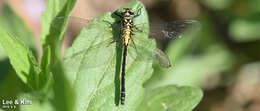 Image of Davidius lunatus (Bartenev 1914)