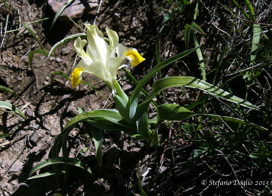 Iris orchioides Carrière的圖片