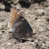 Image of Thorybes pylades albosuffusa H. Freeman 1943