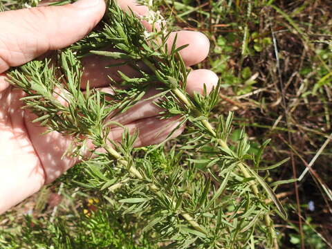 Sivun Eupatorium hyssopifolium L. kuva