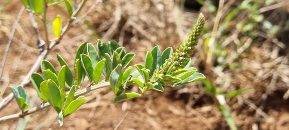 Image of <i>Indigofera <i>schimperi</i></i> Jaub. & Spach var. schimperi