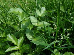 Image of Fool's-Watercress