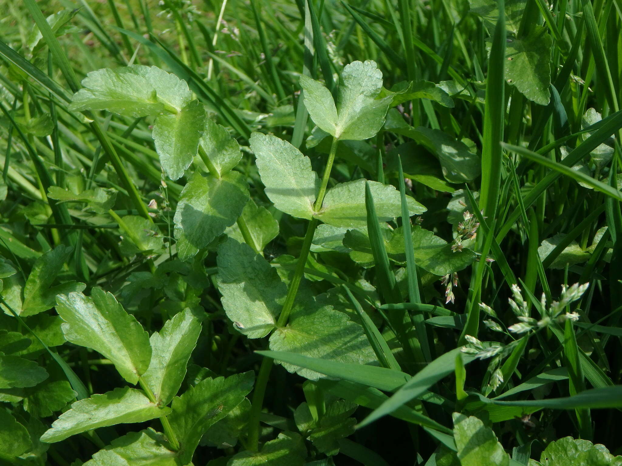 Helosciadium nodiflorum (L.) Koch resmi