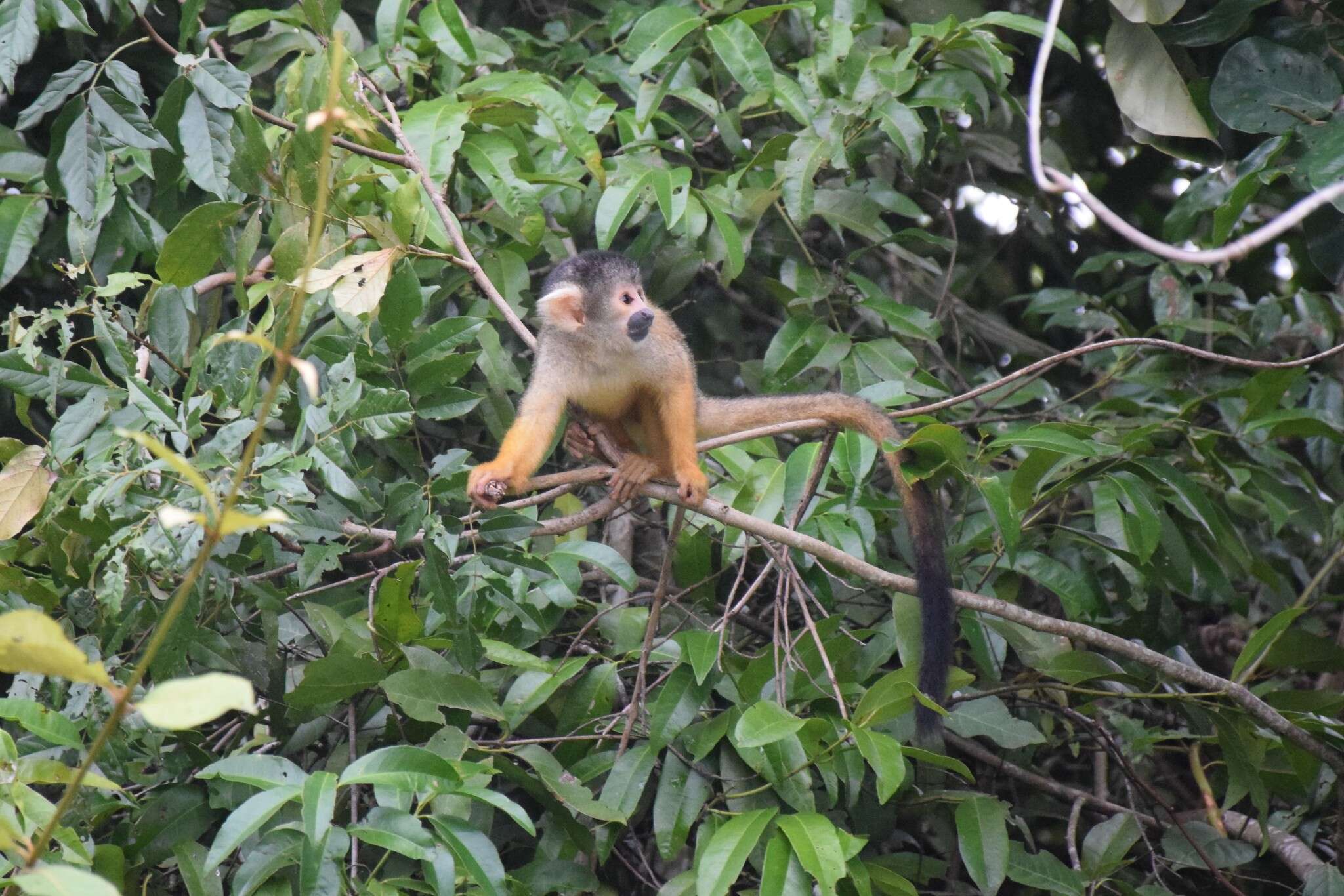 Image of Bolivian squirrel monkey