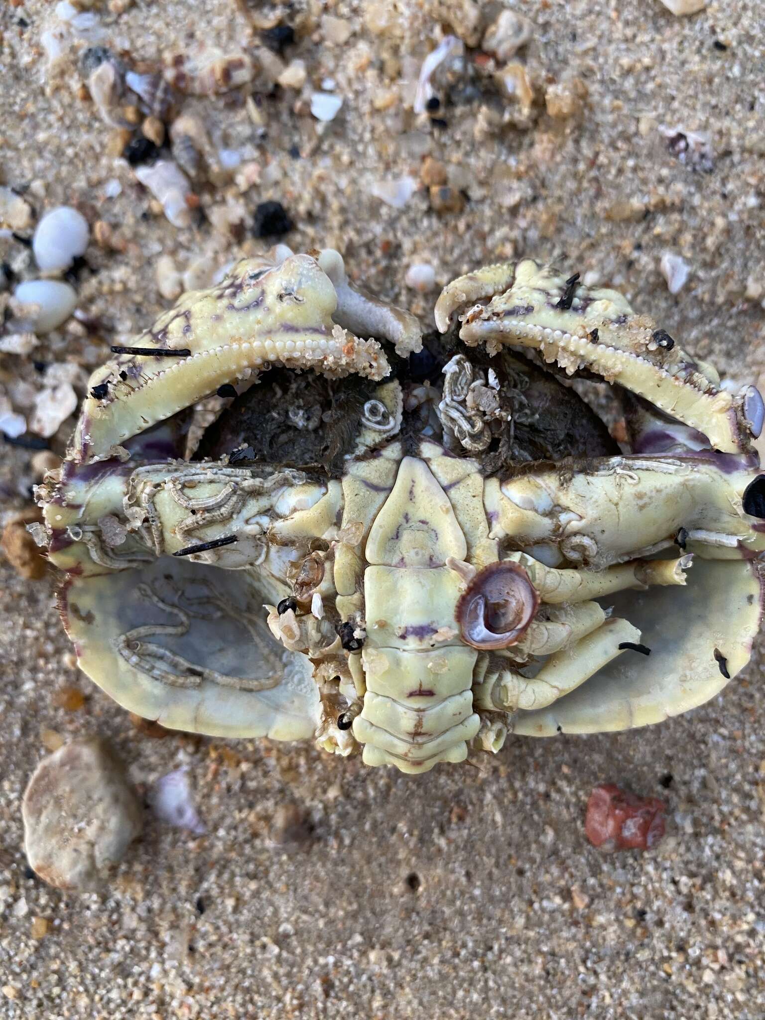 Image of smooth box crab