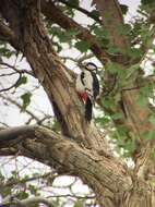 Image of White-winged Woodpecker