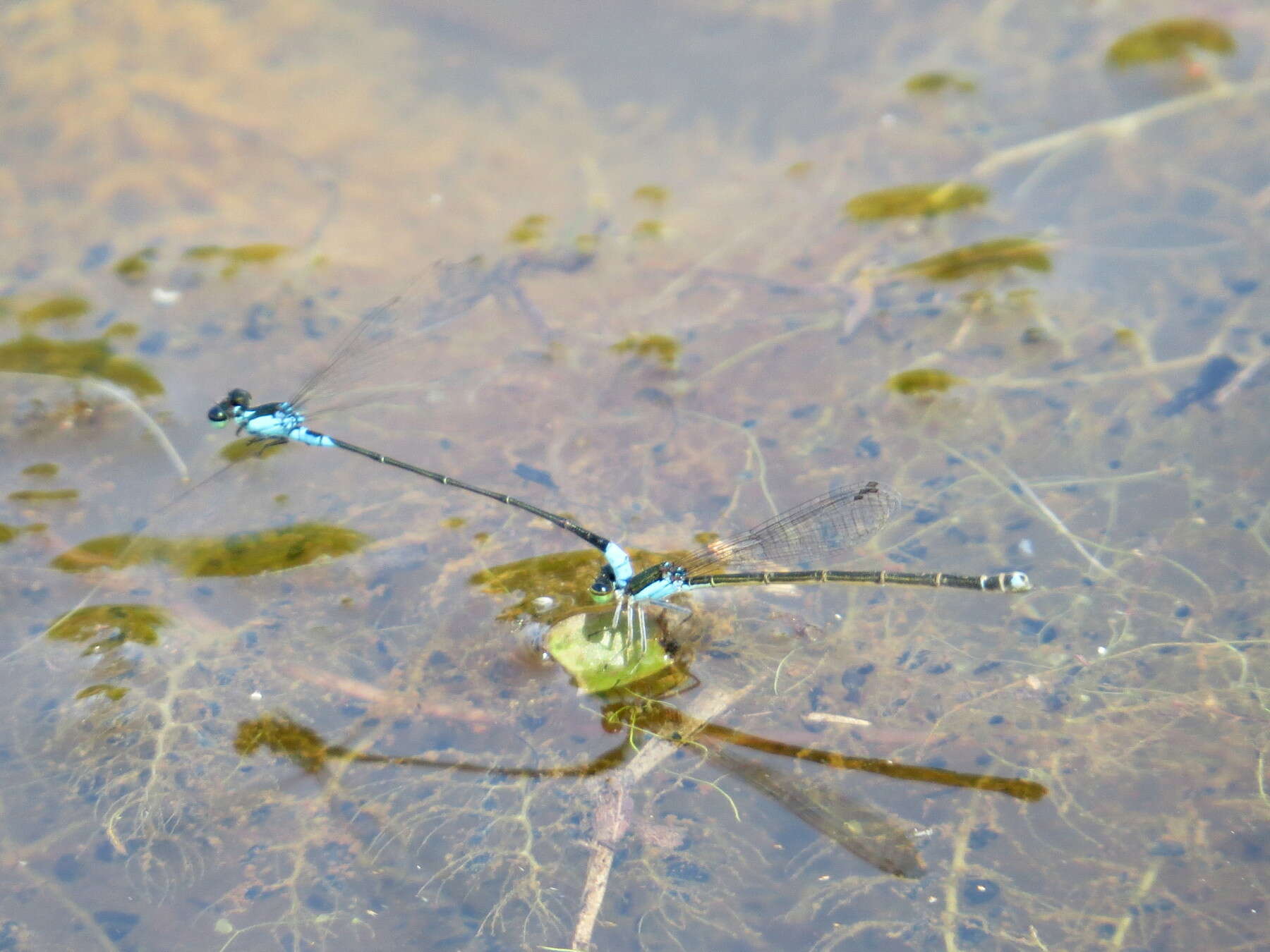 Image of Xiphiagrion cyanomelas Selys 1876