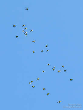 Image of Canary-winged Parakeet