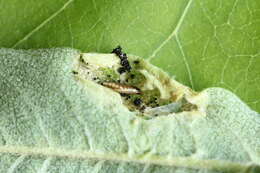 Image of Rowan Midget