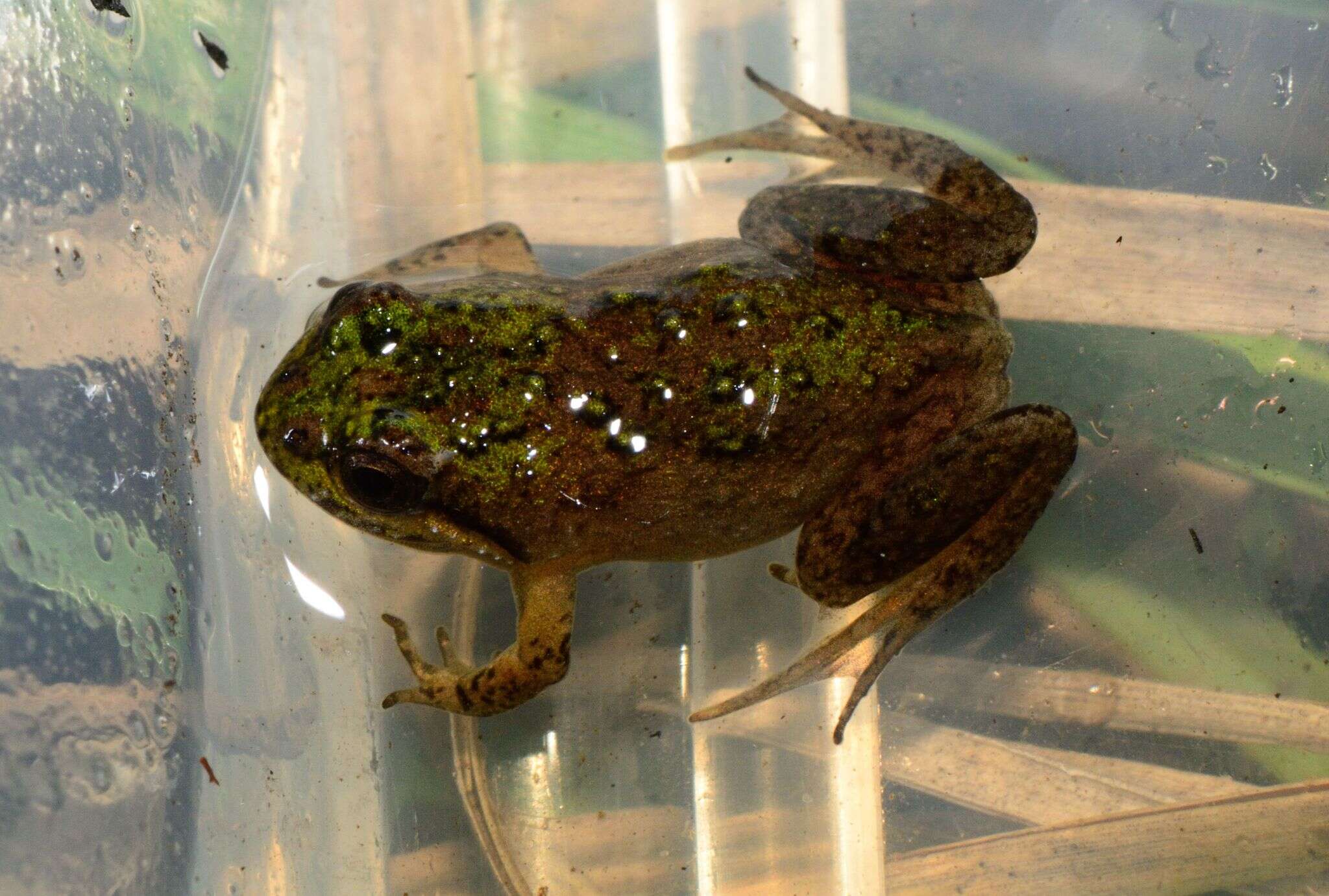 Image of Cape Flats Frog