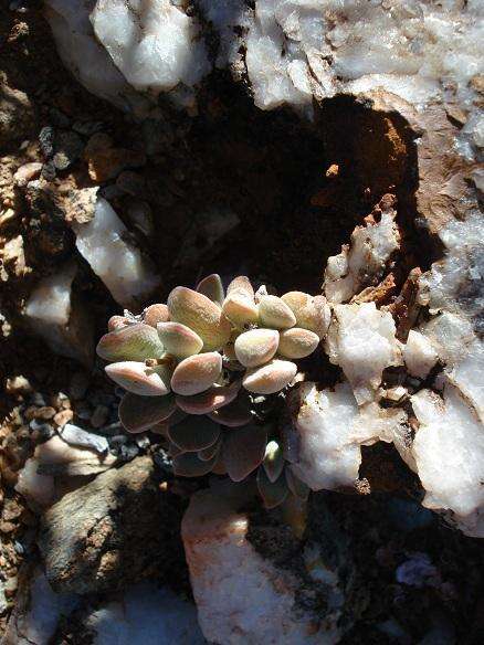 Image of Crassula sericea var. velutina (Friedr.) Tölken