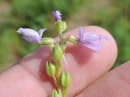 Image of Texas toadflax