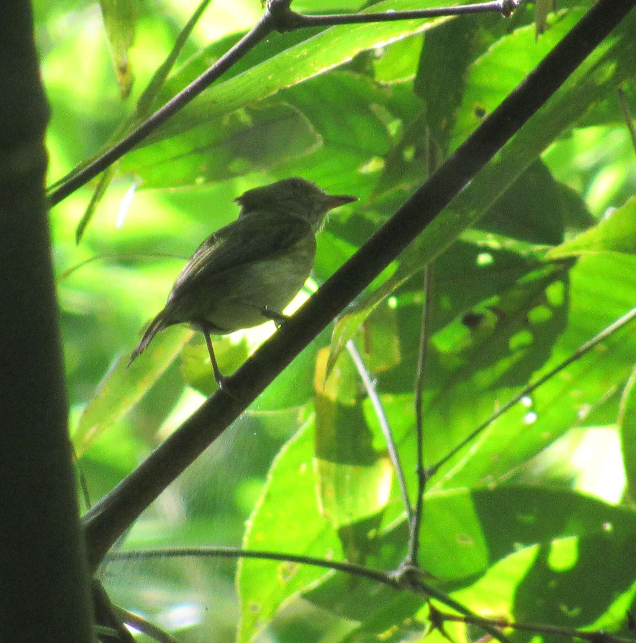 Image of Long-crested Pygmy Tyrant