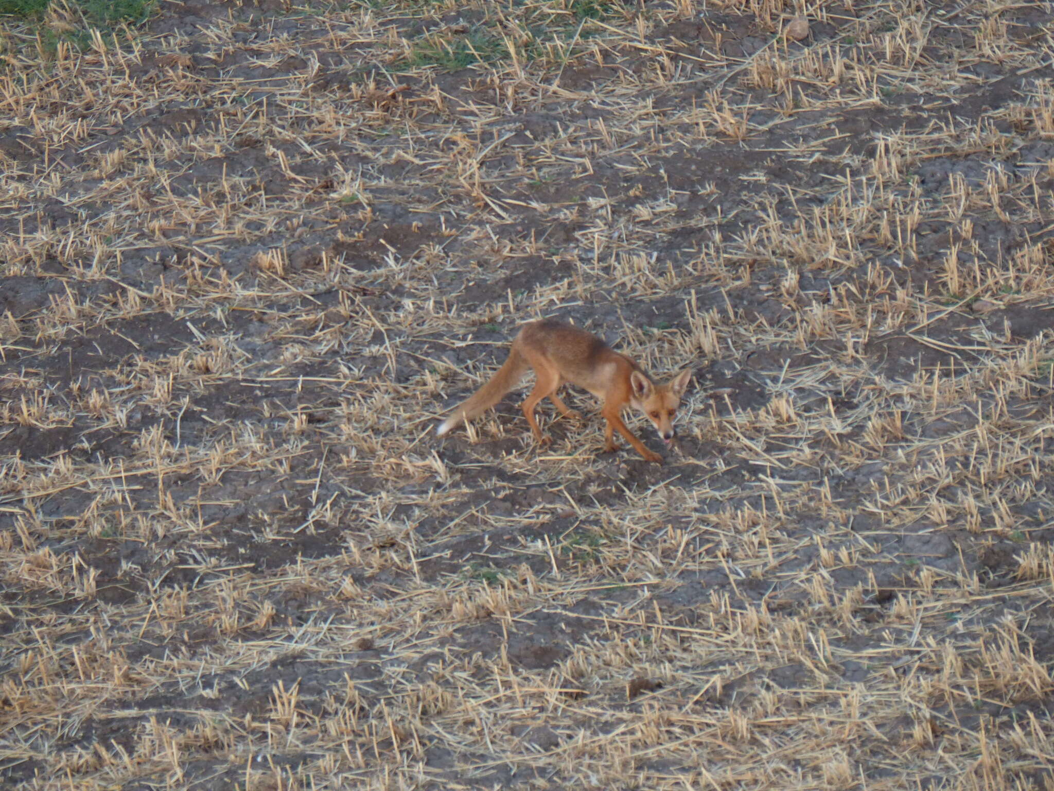 Image of Vulpes vulpes niloticus (É. Geoffroy Saint-Hilaire 1803)