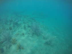 Image of Caribbean reef squid