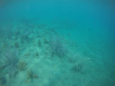 Image de Calmar de récif des Caraïbes