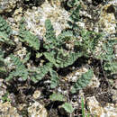 Imagem de Cheilanthes brownii (Desv.) Domin