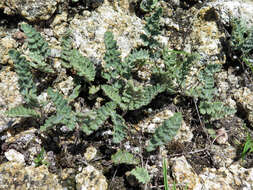 Image de Cheilanthes brownii (Desv.) Domin