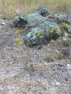 Image of Nuttall's rayless goldenrod