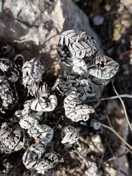 Image of Copeland's cloak fern