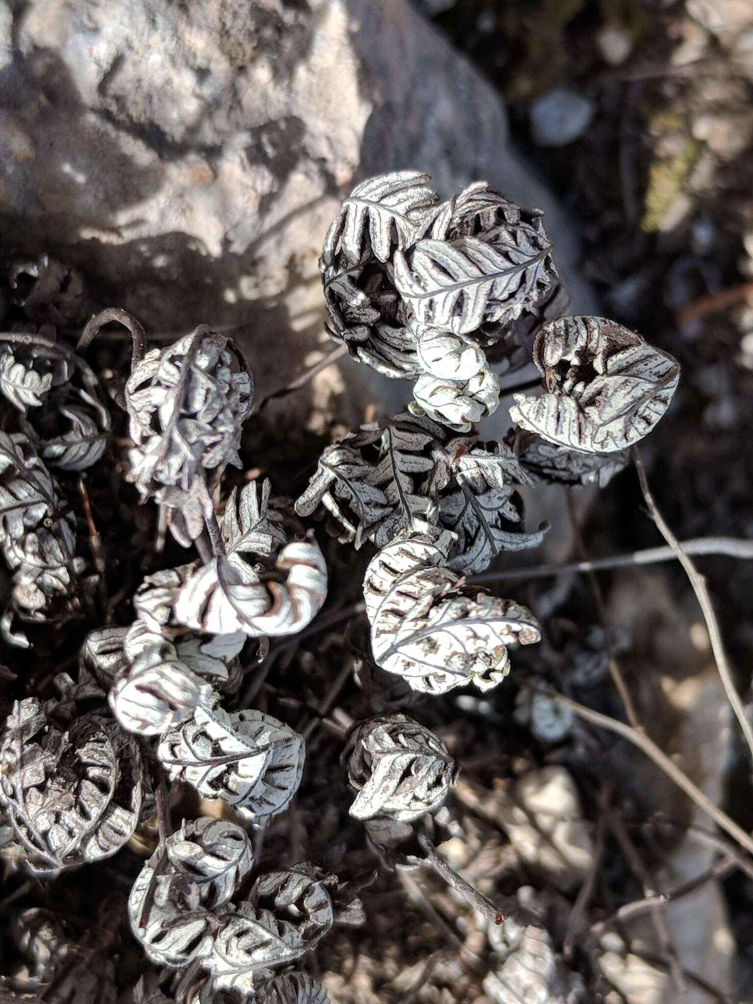 Image of Copeland's cloak fern