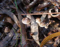 Sivun Mycena albidofusca Cleland 1933 kuva