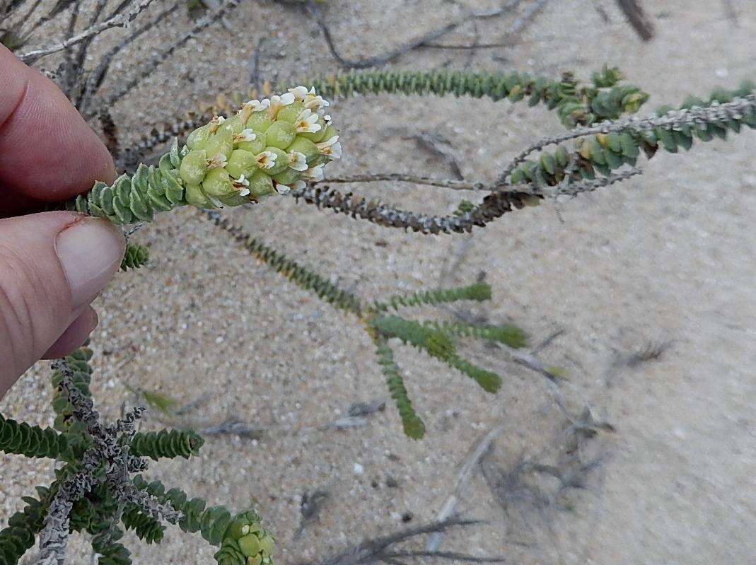 Sivun Hebenstretia cordata L. kuva