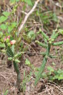 Image de Opuntia salmiana J. Parm. ex Pfeiff.