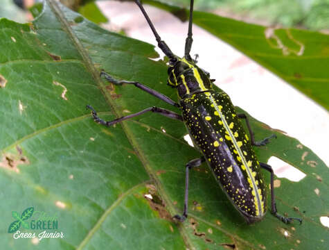 Image of Taeniotes amazonum Thomson 1857