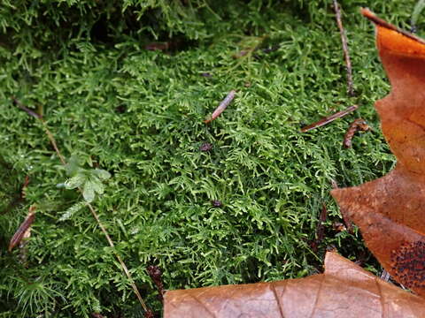 Image of Macoun's heterocladium moss