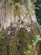 Image of Masdevallia nidifica Rchb. fil.