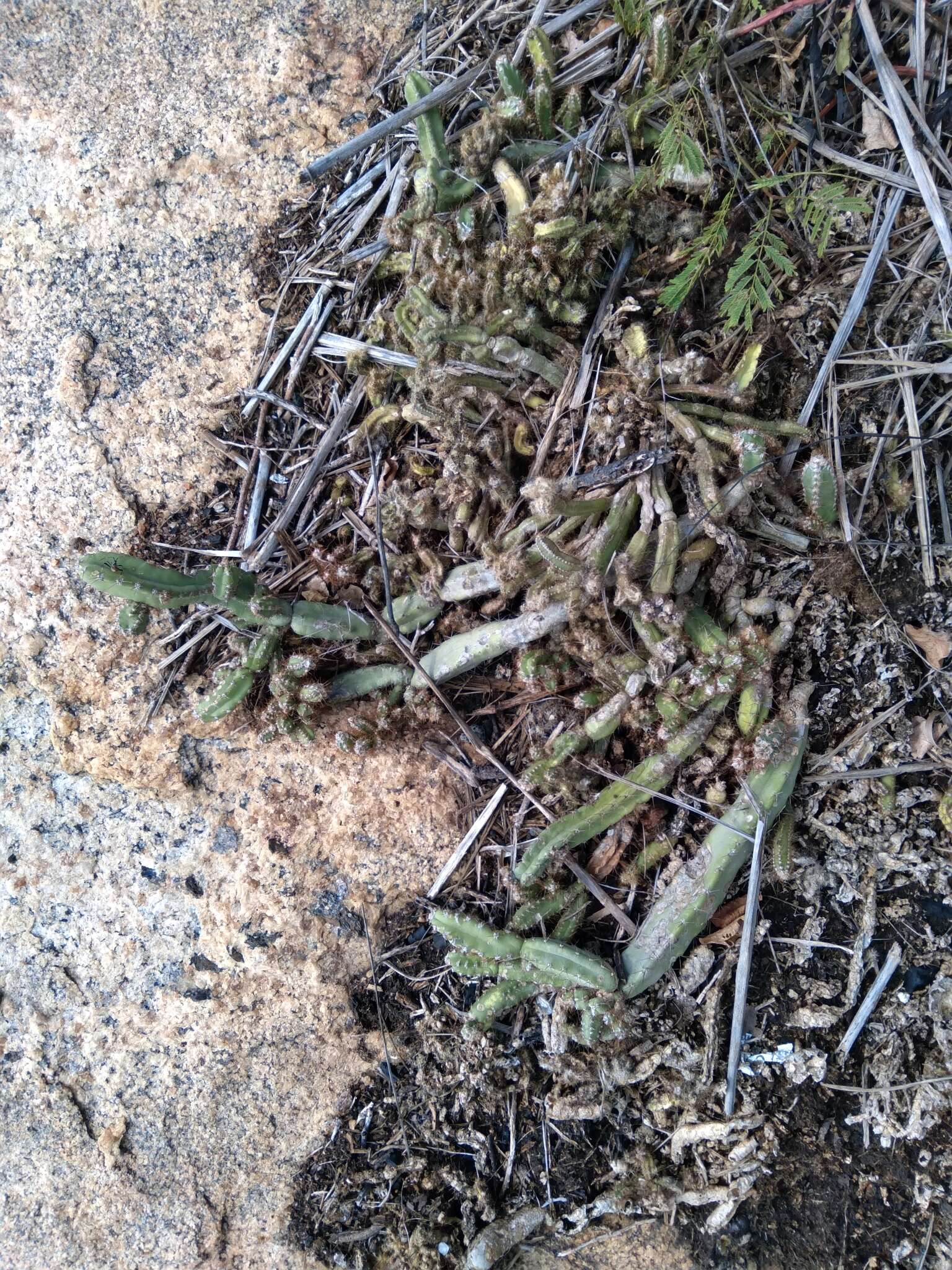 Image de Cereus fernambucensis subsp. fernambucensis