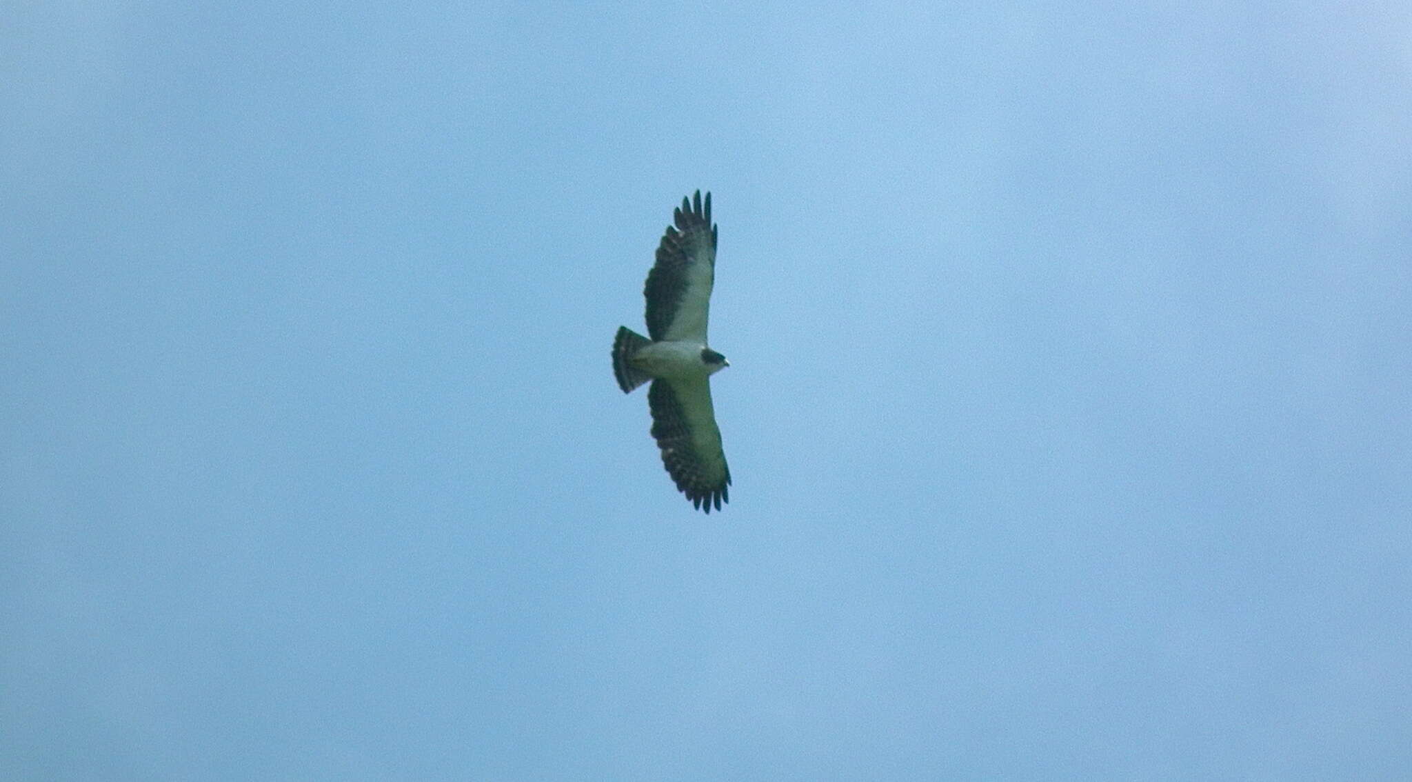 Image of Buteo brachyurus brachyurus Vieillot 1816