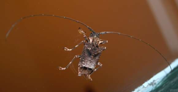 Plancia ëd Polyrhaphis spinipennis Castelnau 1840