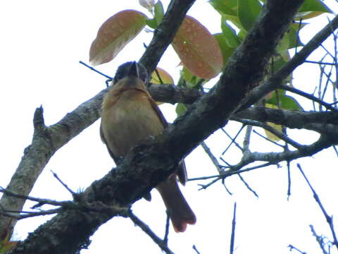 Слика од Pachyramphus homochrous Sclater & PL 1859