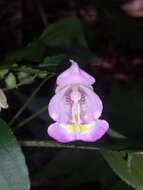 Image of Impatiens tuberosa H. Perrier