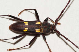 Image of Eburia longicornis Fisher 1932