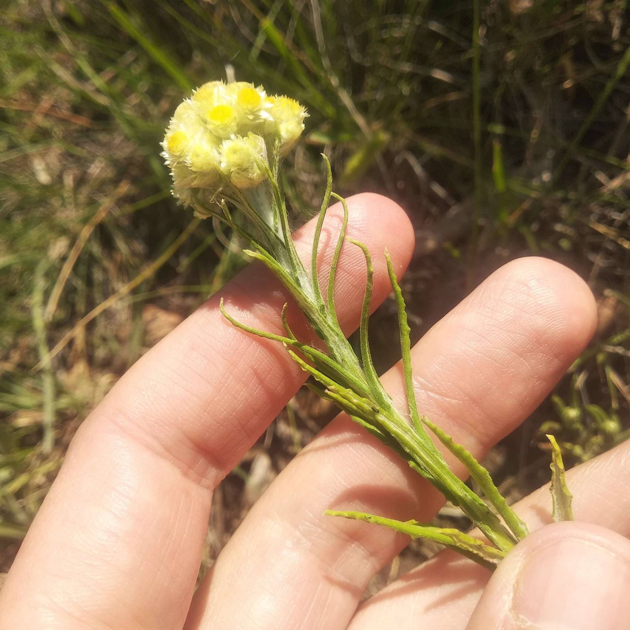 Image of winged cudweed