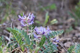 Imagem de Astragalus bibullatus Barneby & E. L. Bridges