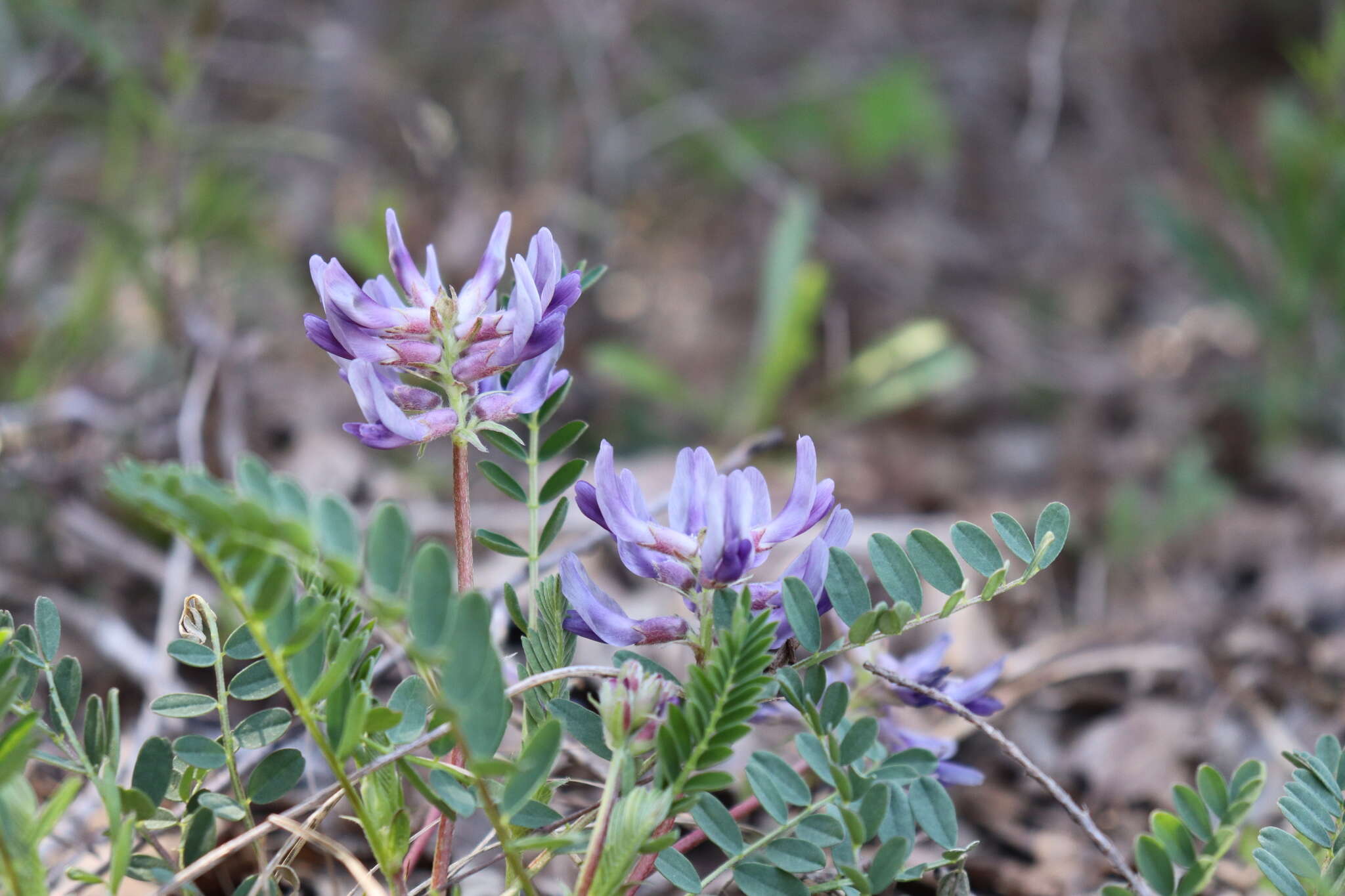 صورة Astragalus bibullatus Barneby & E. L. Bridges