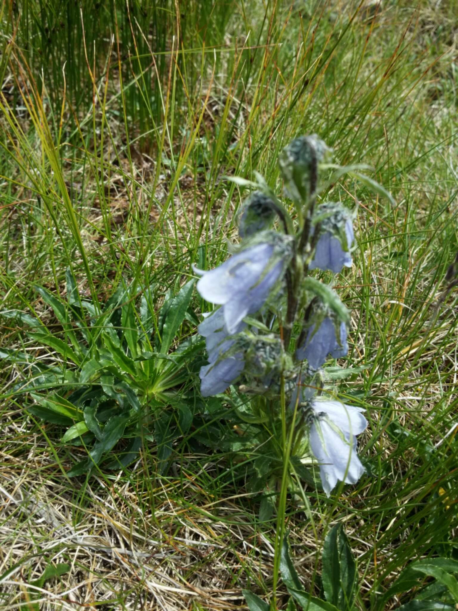 Image of Alpine Bellflower