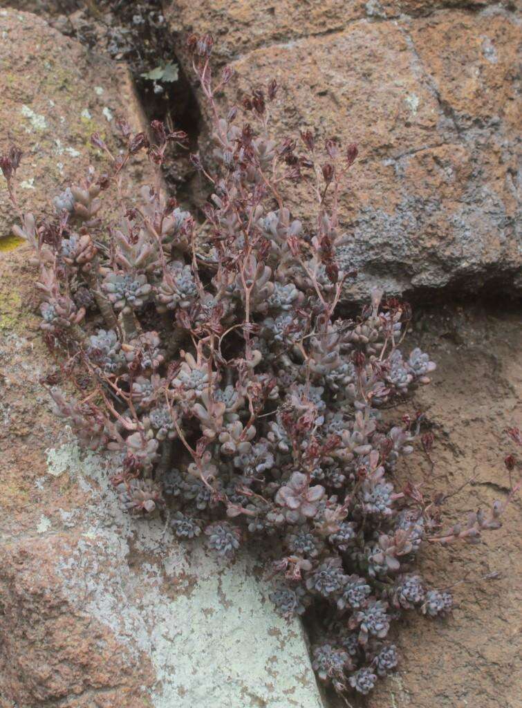 Image of Graptopetalum pachyphyllum Rose