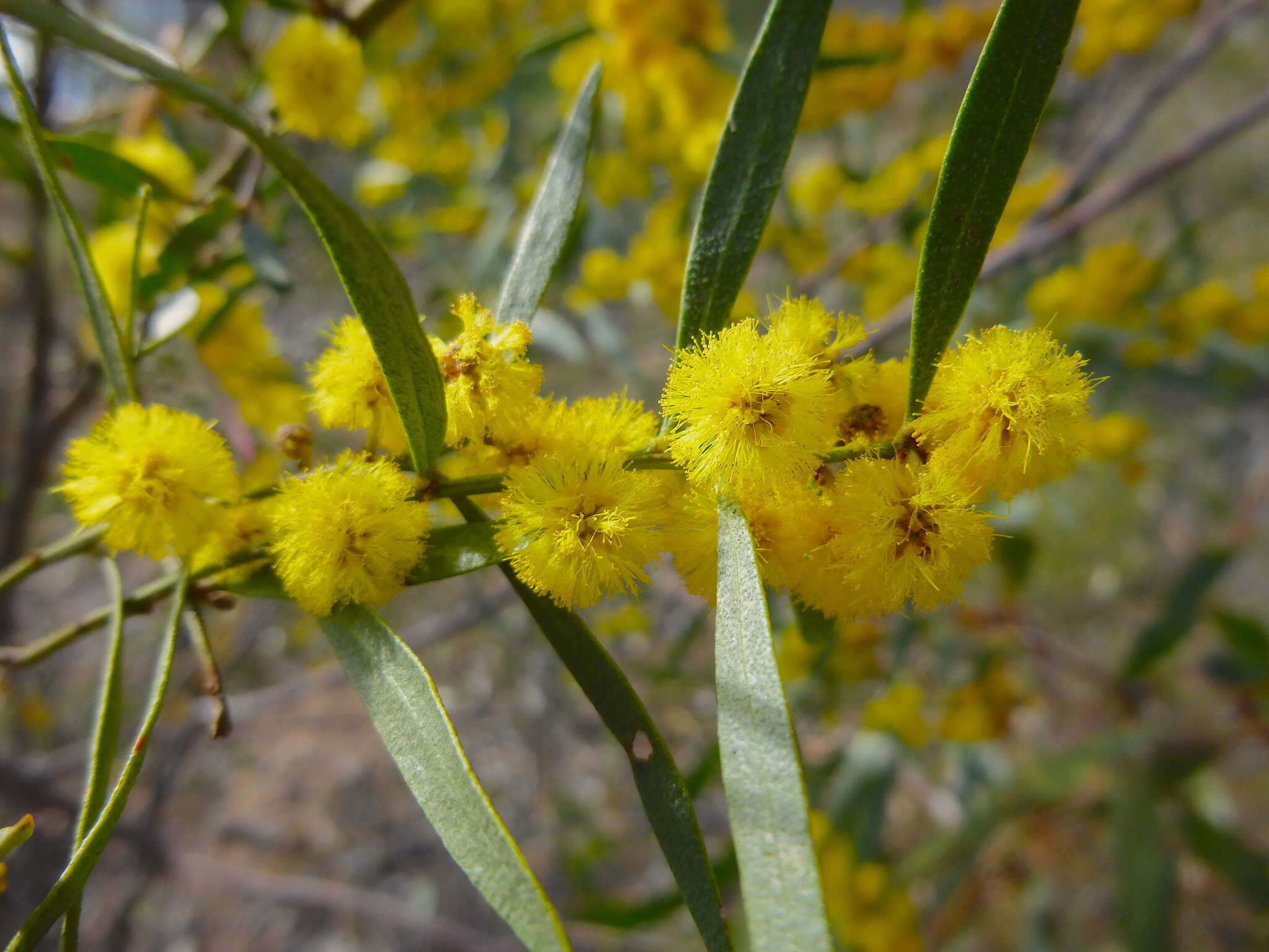 صورة Acacia ausfeldii Regel