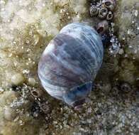 Image of eroded periwinkle