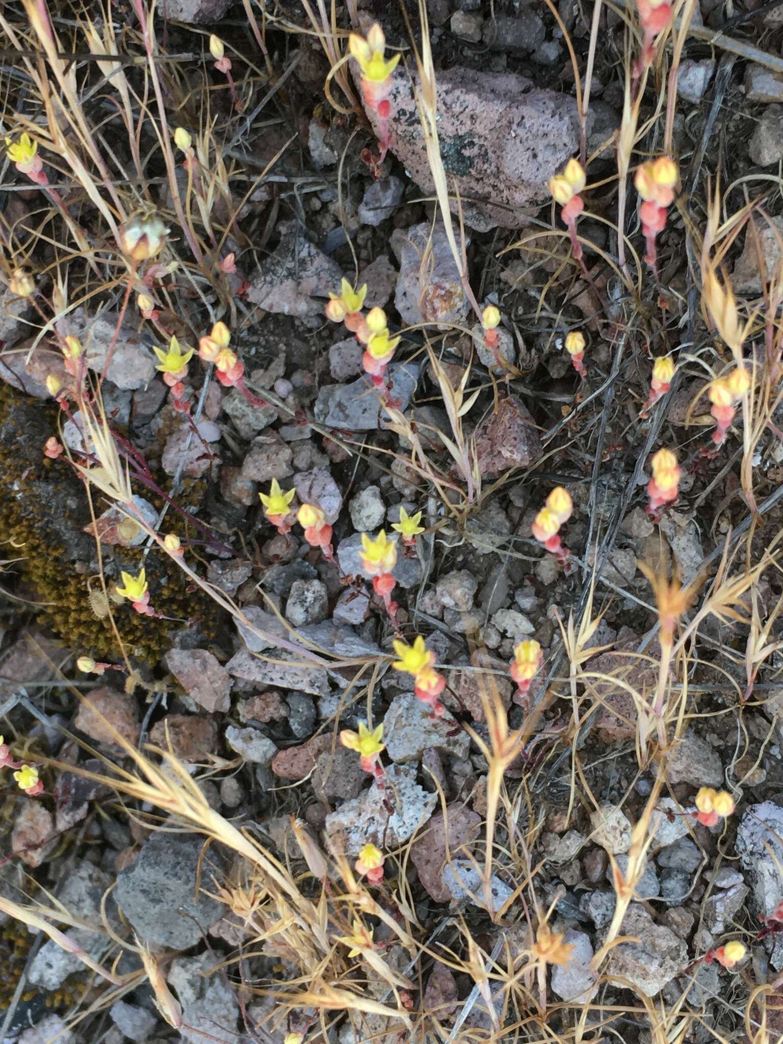 Image of Mt. Hamilton mock stonecrop