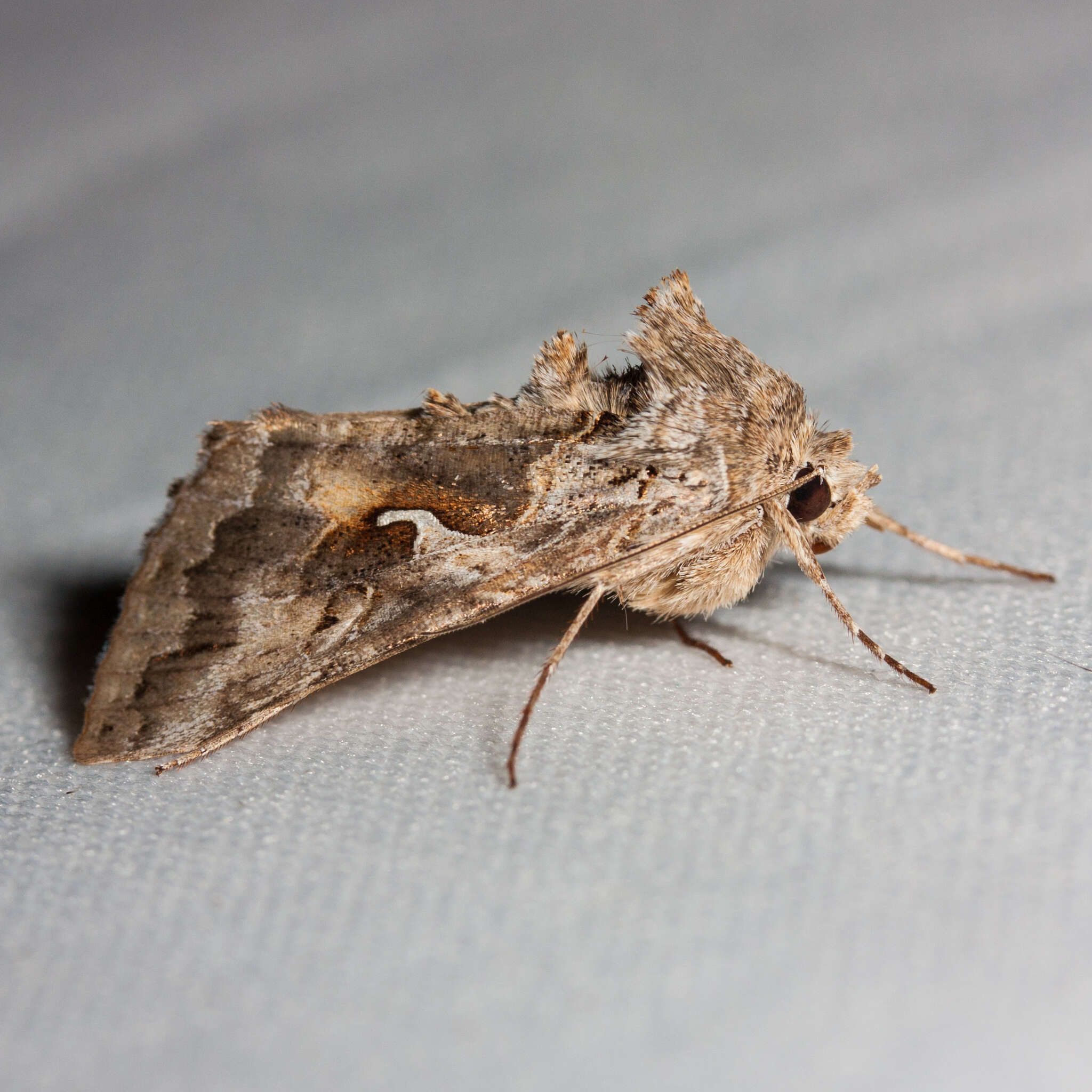 Image of Alfalfa Looper Moth